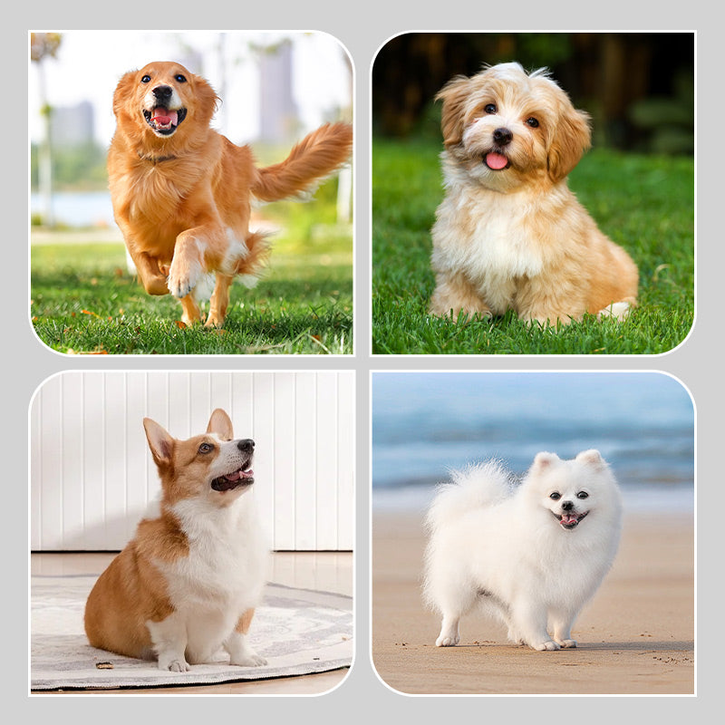 Non-Slip Waterproof Dog Socks